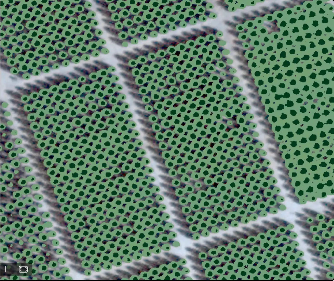 NDVI palm trees