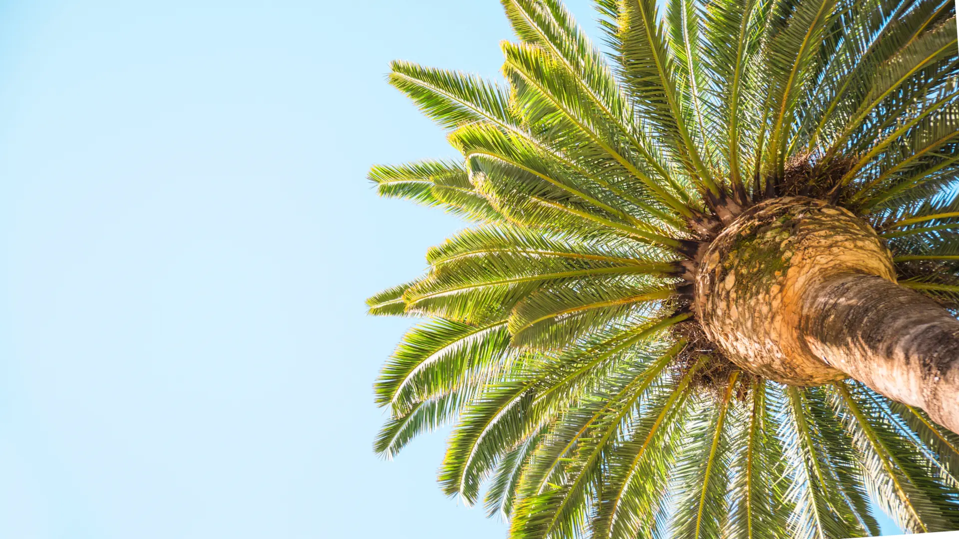 Background image of a palm tree